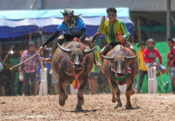 Thailand Buffalo