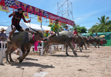 Thailand Buffalo