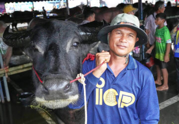Thailand Buffalo