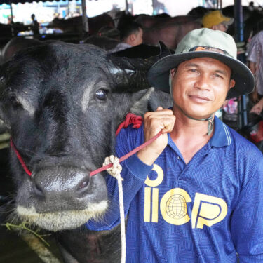Thailand Buffalo