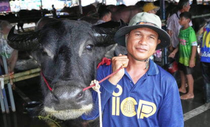 Thailand Buffalo
