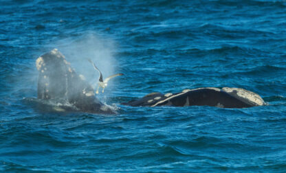 Argentina Southern Right Whale