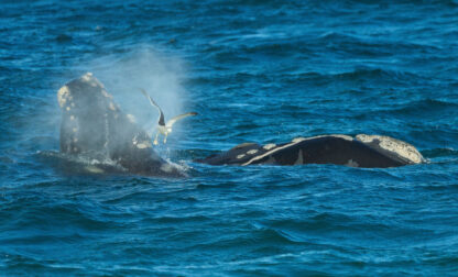 Argentina Southern Right Whale