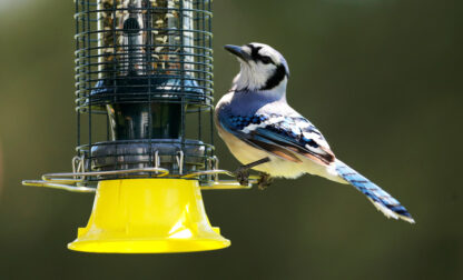 Gardening – Bird Care