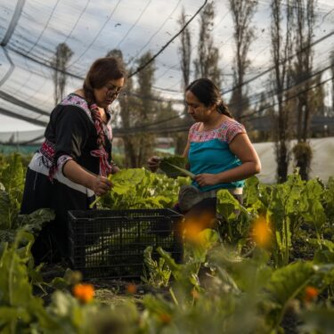 Climate Mexico Ancient Farms Women