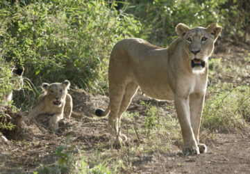 Kenya Urban Lions