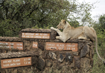 Kenya Urban Lions