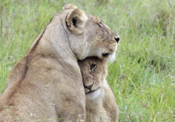 Kenya Urban Lions