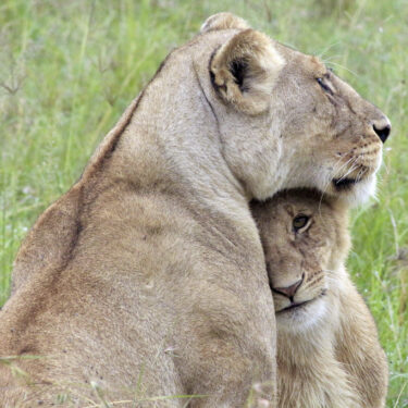 Kenya Urban Lions