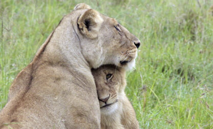 Kenya Urban Lions
