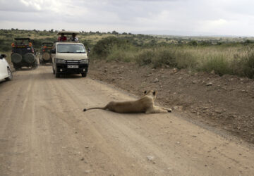 Kenya Urban Lions