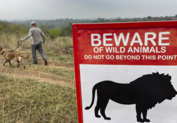 Kenya Urban Lions