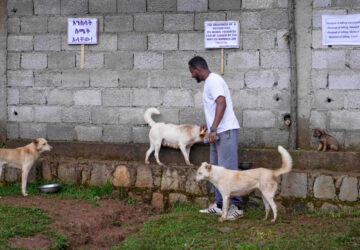 Ethiopia Stray Dogs