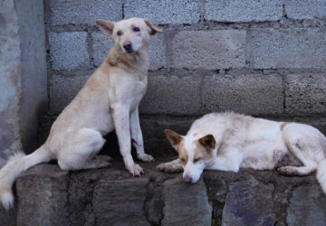 Ethiopia Stray Dogs