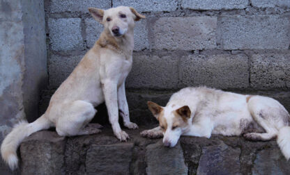 Ethiopia Stray Dogs
