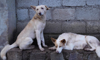 Ethiopia Stray Dogs
