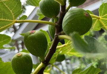 Gardening- Using Food Scraps