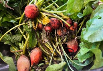 Gardening- Using Food Scraps