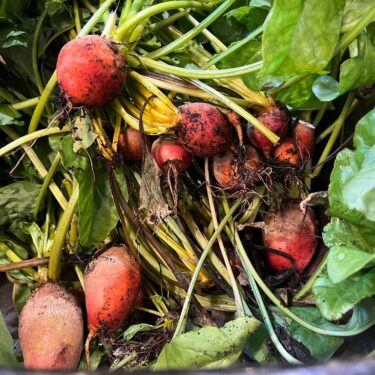 Gardening- Using Food Scraps