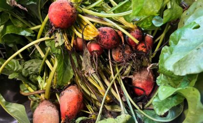 Gardening- Using Food Scraps