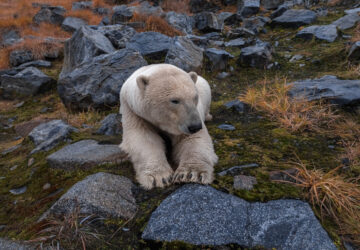 Russia Polar Bears Photo Gallery