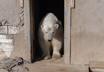 Russia Polar Bears Photo Gallery