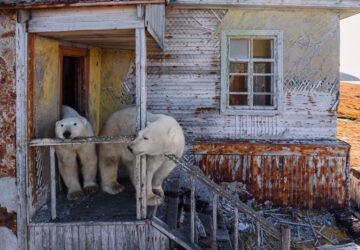 APTOPIX Russia Polar Bears Photo Gallery