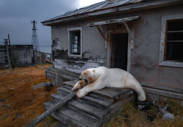 APTOPIX Russia Polar Bears Photo Gallery