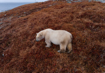Russia Polar Bears Photo Gallery