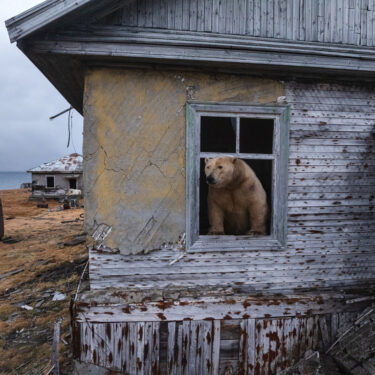 Russia Polar Bears Photo Gallery