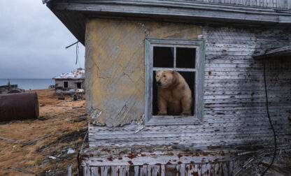 Russia Polar Bears Photo Gallery