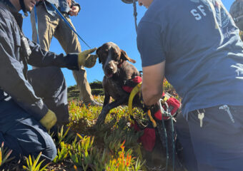 Dog Cliff Rescue