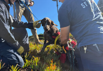 Dog Cliff Rescue