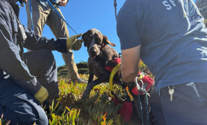 Dog Cliff Rescue