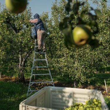 Climate Heat Farmworkers Pregnancy