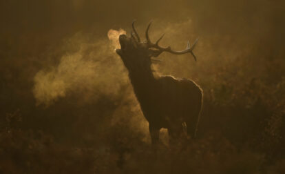 Pictures of the Week Global Photo Gallery