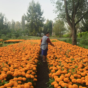 APTOPIX Mexico Day of the Dead