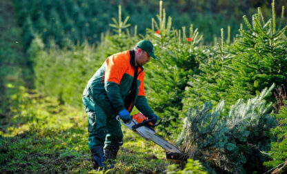 Germany Christmas Tree Harvest