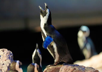 Penguins-Geriatric-Island