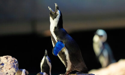 Penguins-Geriatric-Island