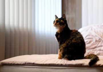 Climate Choices Sustainable Pets