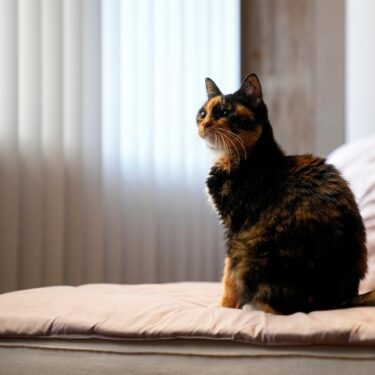 Climate Choices Sustainable Pets