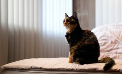 Climate Choices Sustainable Pets