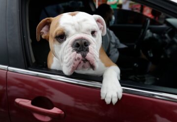 Climate Choices Sustainable Pets