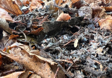 Gardening – Leaf Litter
