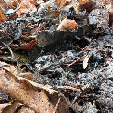 Gardening – Leaf Litter