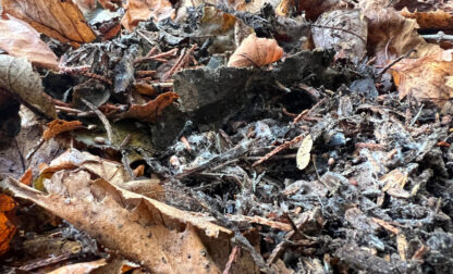 Gardening – Leaf Litter