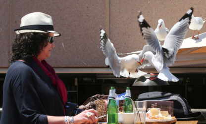 Britain Scaring Seagulls