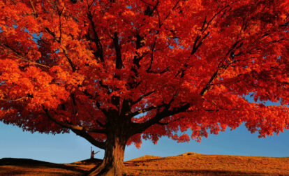 Pictures of the Week Global Photo Gallery