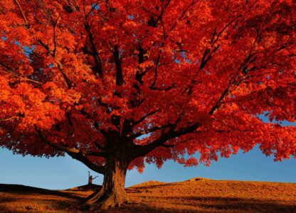 Pictures of the Week Global Photo Gallery